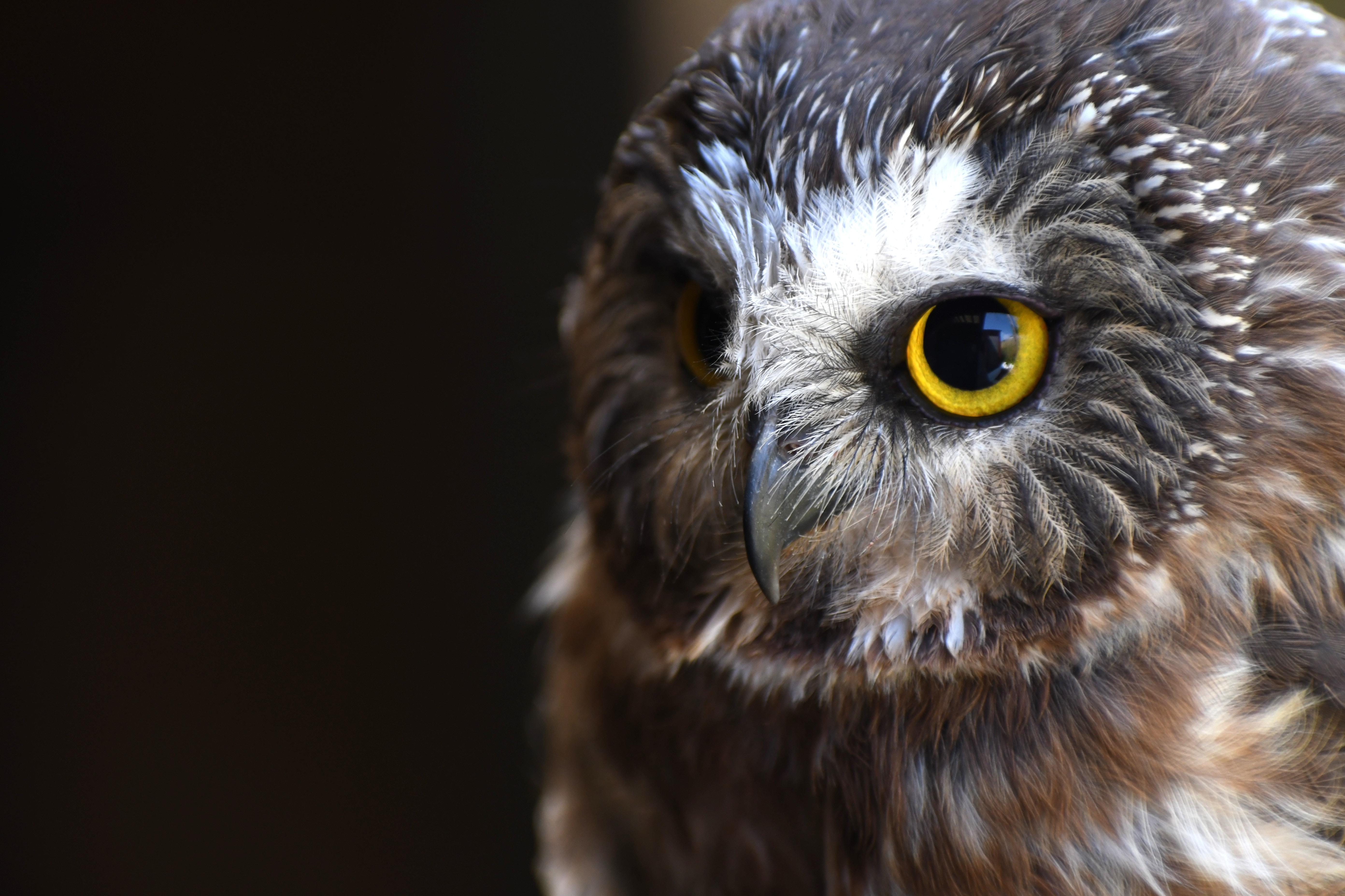 Adopt Widget the Saw Whet Owl